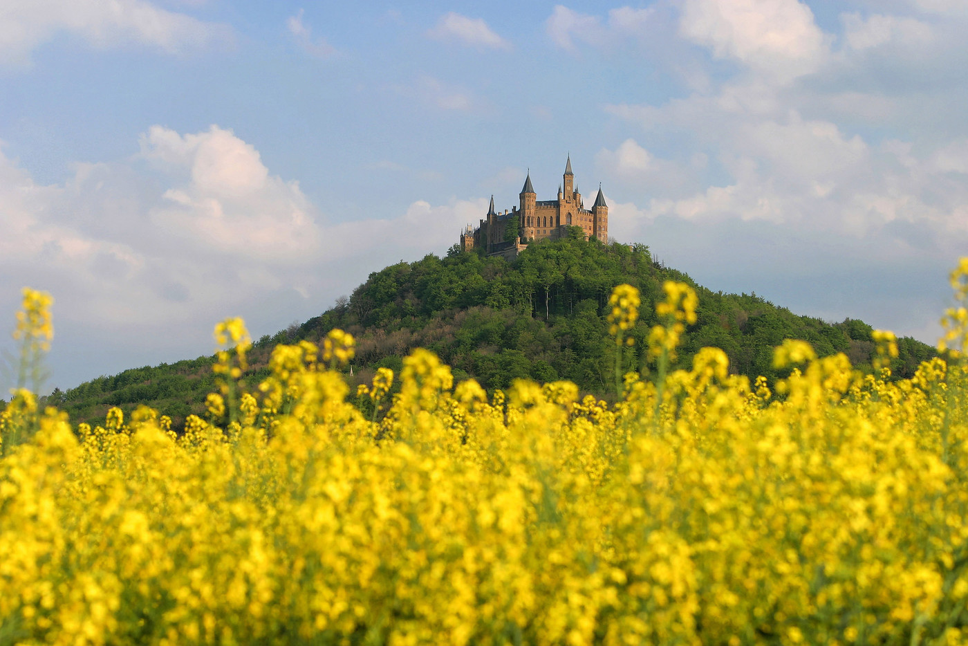 Burg Hohenzollern mir Rapsfeld im Vordergrund