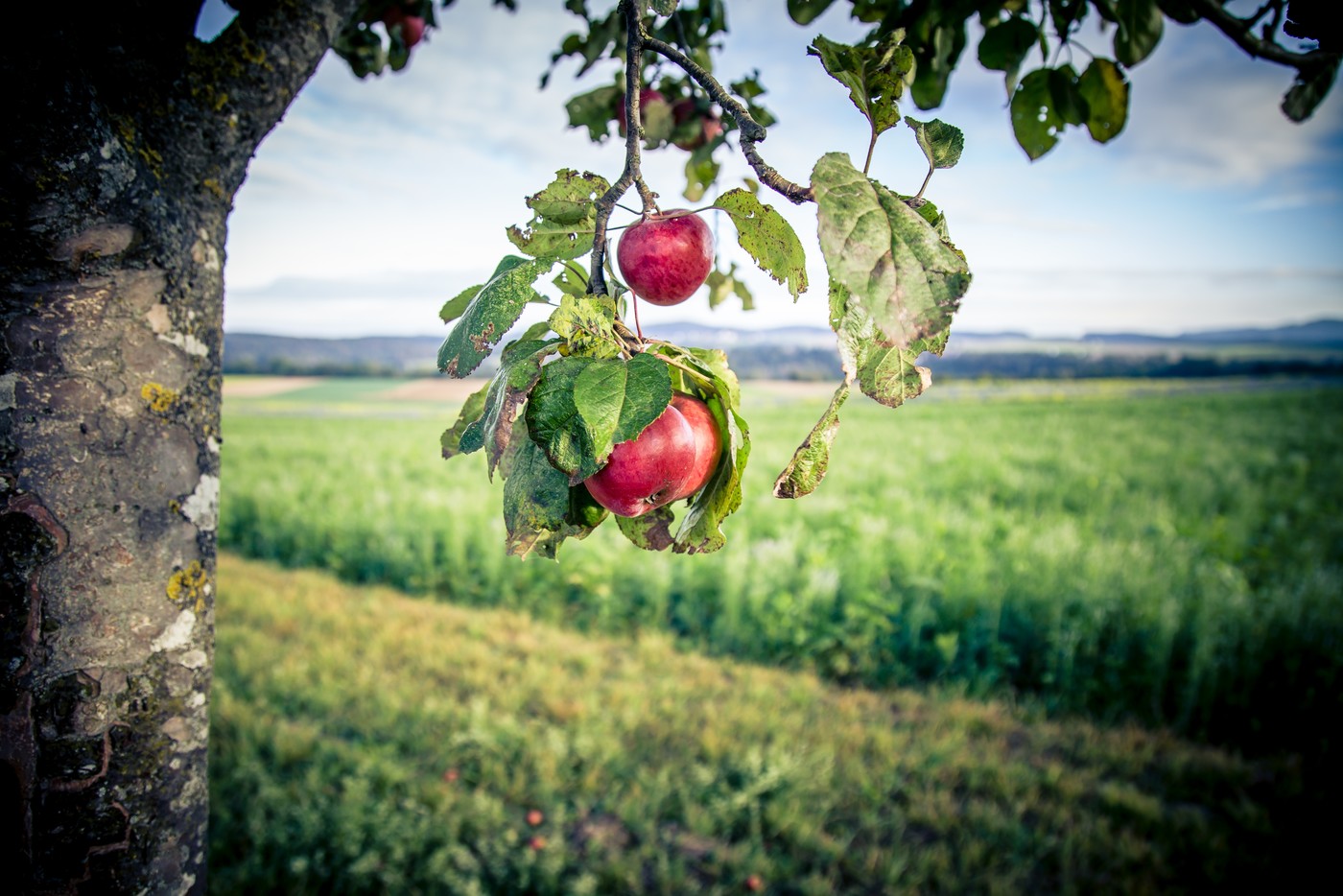 Äpfel an Baum, Fotowettbewerb 2016