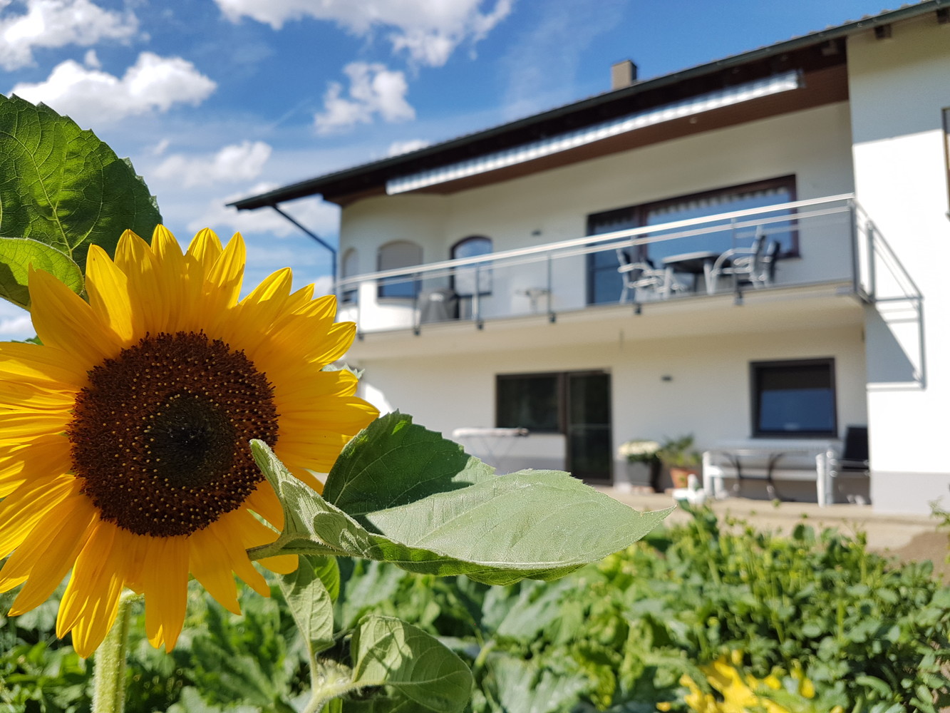 Haus mit Sonnenblume im Vordergrund, Fotowettbewerb 2016