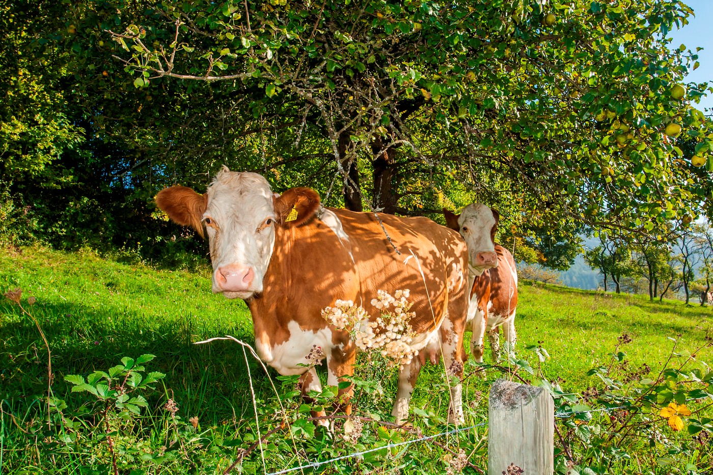 Kuh schaut in Kamera in Balingen-Streichen