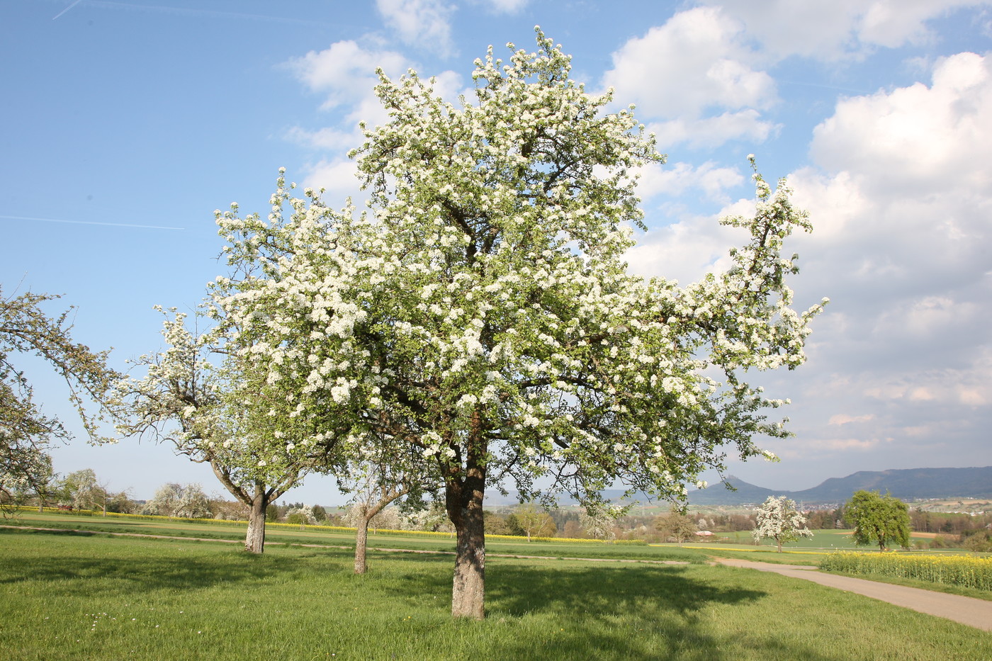 Streuobstblüte bei Ostdorf
