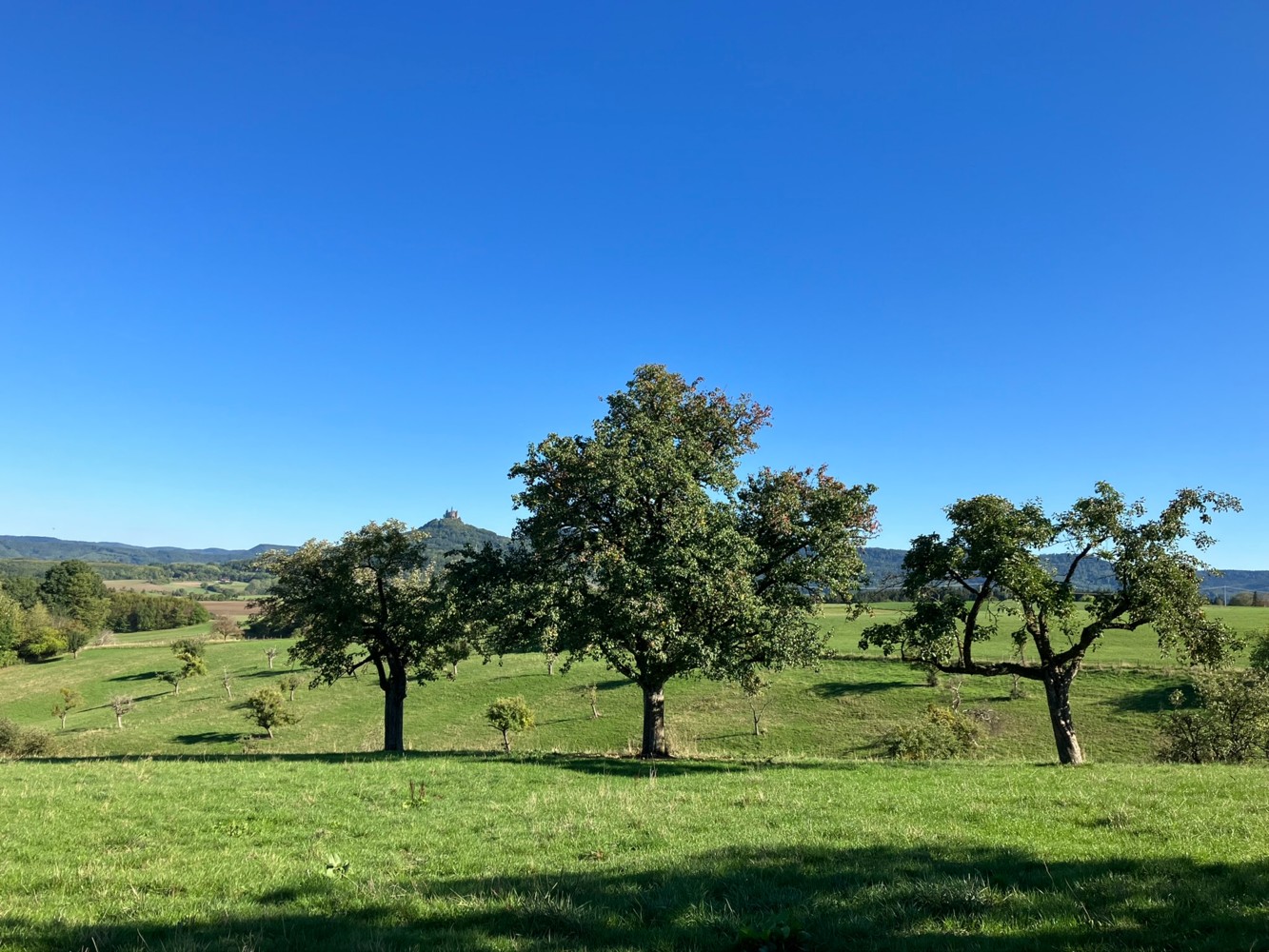 Obstbäume auf der Hutzel-Tour mit Burg Hohenzollern im Hintergrund